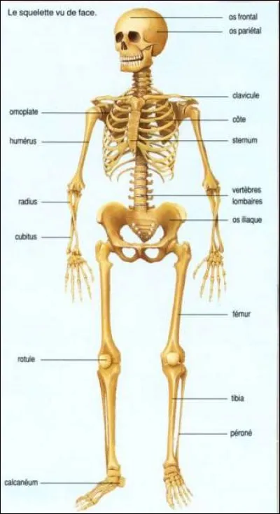 Combien d'os avons-nous dans notre corps ?
