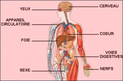 Quel organe humain préfères-tu ?