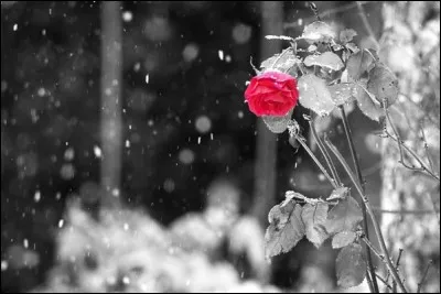 On se souvient de ses paroles : "Ne rentre pas trop tard, surtout de prends pas froid, avec le temps, va, tout s'en va" :