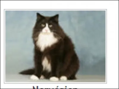 Identifie la race de ce chat.