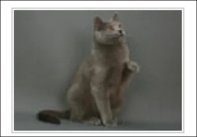 Identifie la race de ce chat.