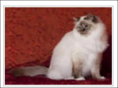 Identifie la race de ce chat.