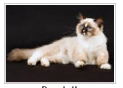 Identifie la race de ce chat.