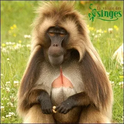 Qu'est-ce que c'est ?