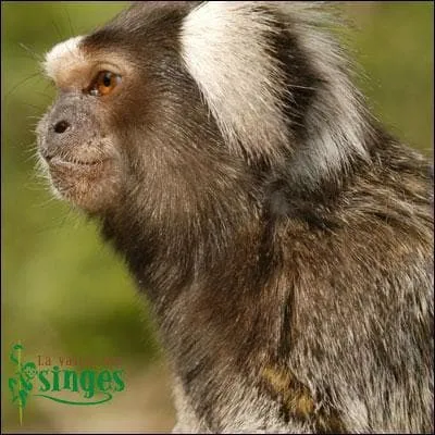 Qu'est-ce que c'est ?