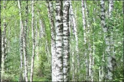 Quel est l'arbre qui travaille le plus ?