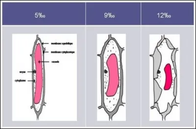 Laquelle de ces trois images représente la cellule à l'état plasmolysé ?