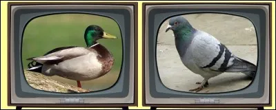 Quel oiseau peut-être ramier, biset ou colombin ? Éteignez la mauvaise télévision !