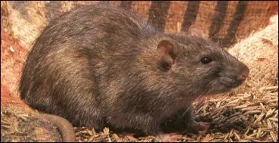 La réponse est royale !