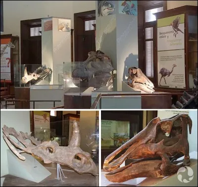 Von Huene a vécu pendant plus de 94 ans. Il demeura très actif jusqu'à la fin de sa vie. Cependant, une bonne partie des dinosaures qu'il a nommés l'ont été dans les années 20. On l'avait à l'époque embauché pour identifier les os qui envahissaient le sous-sol du museum de La Plata, qui se trouve...