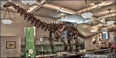 Le vu d'Osborn fut exaucé par l'arrivée en 1904 d'un squelette d'Apatosaure au musée d'histoire naturelle de New York. Cependant l'animal préhistorique fut pendant très longtemps appelé par erreur...