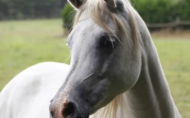 Quiz Galop 4