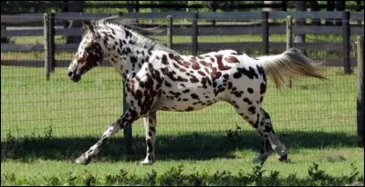 Quelle est la race de ce cheval ?