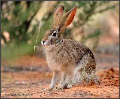 Est-ce un lapin ou un li&egrave;vre ?