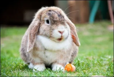 De quelle race est ce lapin nain ?