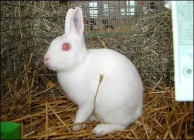 Ce lapin est :