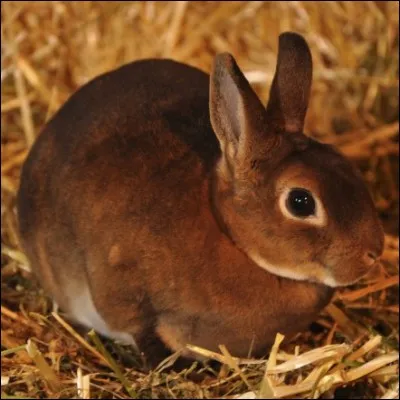 Quelle est la race de ce lapin ?