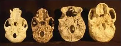 Le trou occipital de nos familles est-il avancé ?