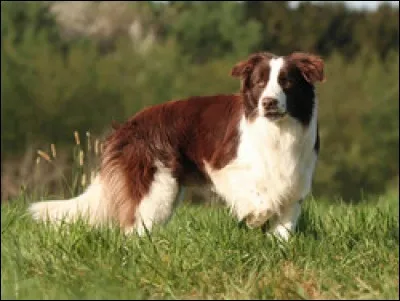 Est-ce un Border Collie ou un Australian Shepherd ?