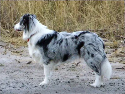 Est-ce un Border Collie ou un Australian Shepherd ?