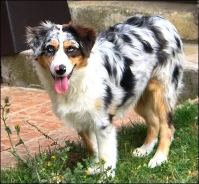 Est-ce un Border Collie ou un Australian Shepherd ?