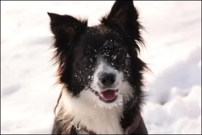 Est-ce un Border Collie ou un Australian Shepherd ?