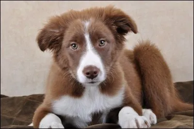 Est-ce un Border Collie ou un Australian Shepherd ?