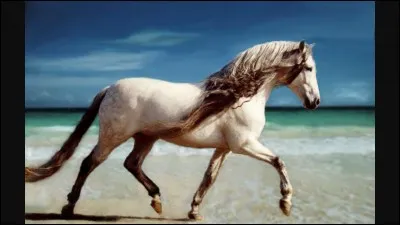 Est-ce une licorne ?