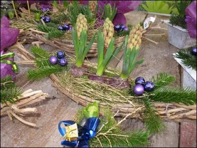 Pour un d&eacute;cor odorant. Cette ann&eacute;e pas de poinsettias pour fleurir votre maison, car vous souhaitez varier un peu. Que disposerez-vous en de savantes compositions ?