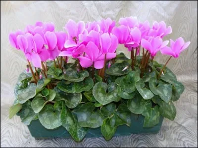 Quelle est la date de la fête des morts ?