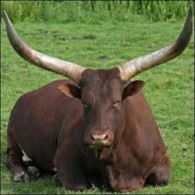 W comme (...) - Quel est cet animal avec de longues cornes ?