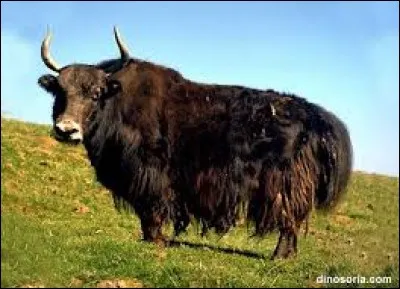 Y comme yack - A quel autre animal, le yack vous fait-il penser ?