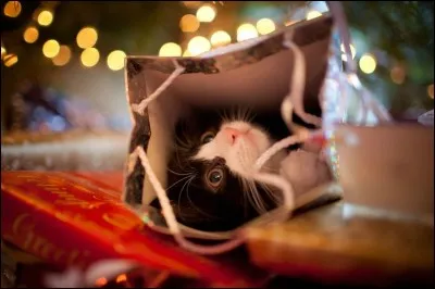 Quelle belle cachette ! Ce chat ronronne, bien à l'abri...