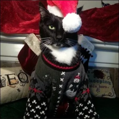 Le pompon du bonnet cache un il de ce chat. Lequel ?