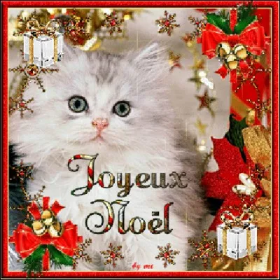 Quelle oreille de ce magnifique chaton est cachée par un cadeau ?