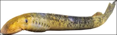 La lamproie :