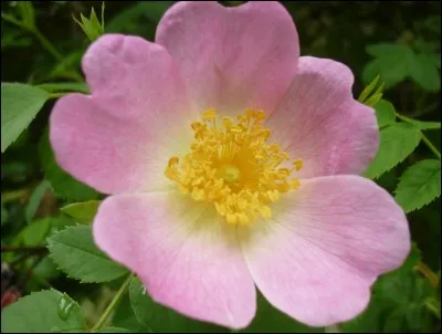 Arrive le 1er mai jour de la fête du travail. Ce jour-là, depuis le début du XXe siècle, il est de tradition d'offrir un brin de muguet à ceux qu'on aime. Avant lui quelle fleur avait-on coutume d'offrir ?