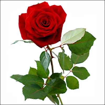 Quel président de la République a décidé que le 8 mai serait un jour férié, chômé et payé en France ?