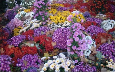 La Toussaint comme son nom l'indique est le jour où sont honorés tous les saints, connus ou non. C'est également le jour où on rend visite aux défunts, le 2 novembre, jour de leur fête, n'étant pas chômé. Quelle fleur est associée à cette période ?