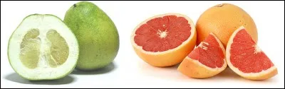 Le pamplemousse et le pomélo sont issus du même arbre fruitier.