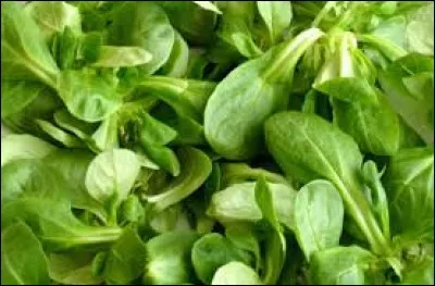 Et bien sûr, la salade.
Reconnaissez-vous la variété de celle-ci ?
