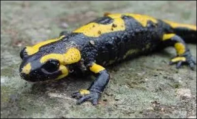 La salamandre adulte pèse :