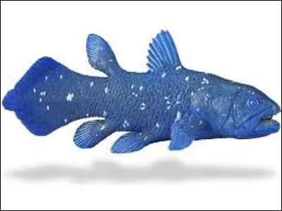 Qu'est-ce qu'un clacanthe ?