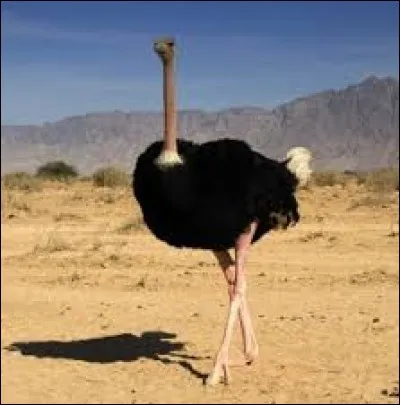 Pourquoi l'autruche met-elle la tête dans le sol ?