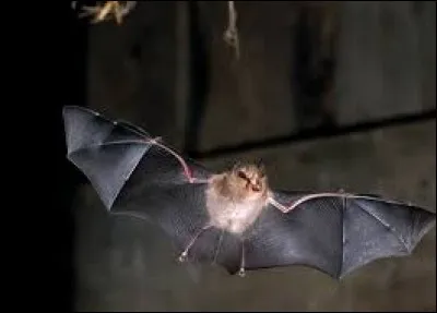 Est-ce que les chauves-souris entrent dans les immeubles, appartements ..etc... ?