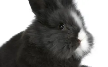 Quiz Lapins