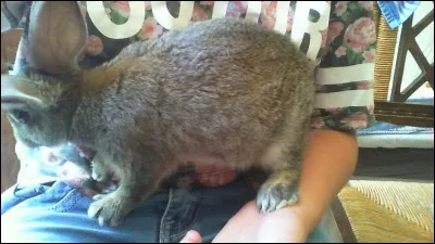 Le lapin peut-il vivre tout le temps dans une cage ?