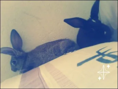 Le mieux est d'acheter un lapin à...