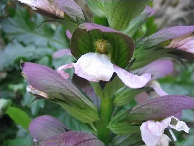 Dans le langage des fleurs, que signifie "acanthe" ?