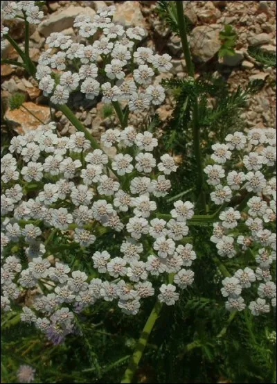 Comment les feuilles de l'achillée sont-elles ?